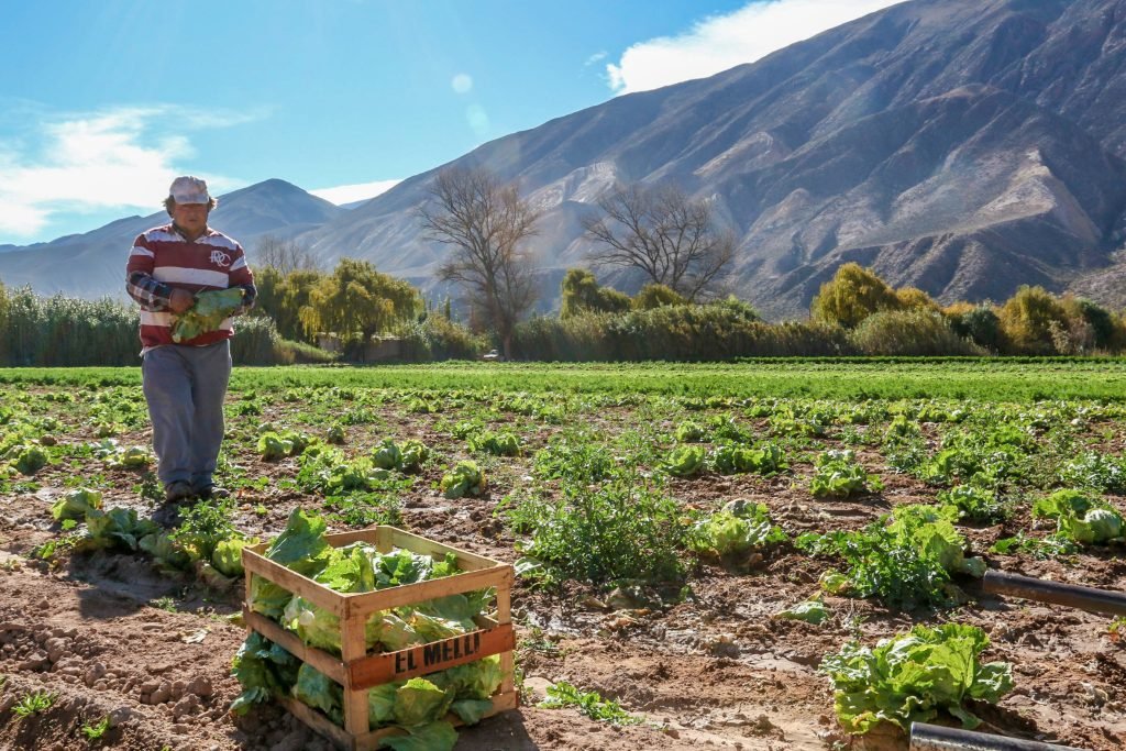 Productor cosechando en la Quebrada de Humahuaca